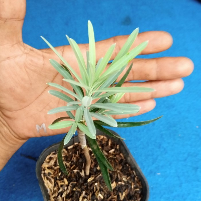 Bibit Tanaman Lo Han Sung Blue Ice