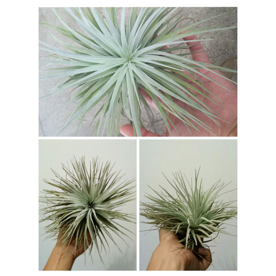 Tillandsia Houston (Air Plant)