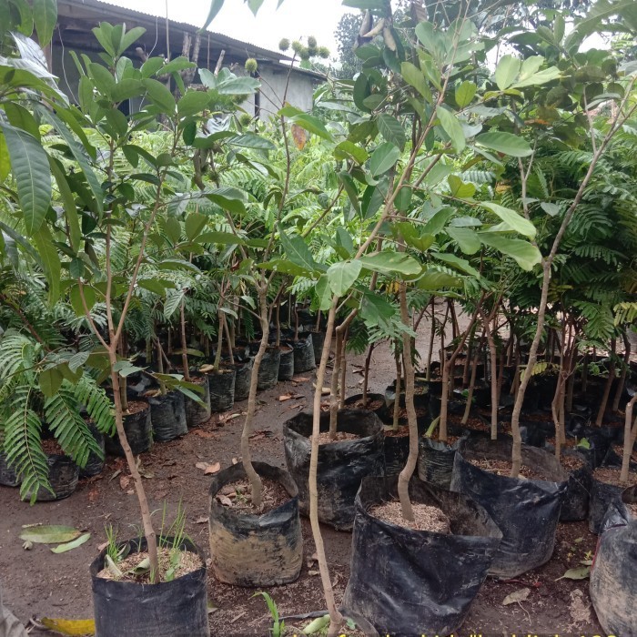 Pohon Rambutan Binjai Berbuah/Berbunga