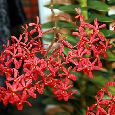 Anggrek Vanda Merah Renanthera Kalsom Dewasa
