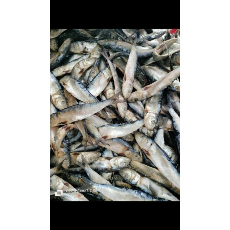 

gerih semenit ikan asin semenit ikan kecil