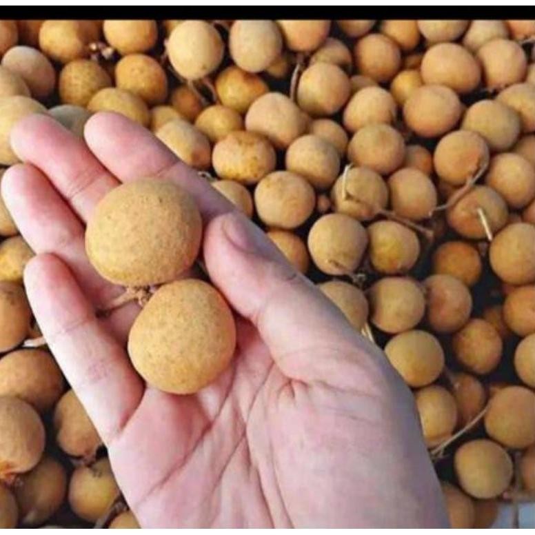 

Murah Meriah Kelengkeng Gemol Manis/Kg Ufo-2025