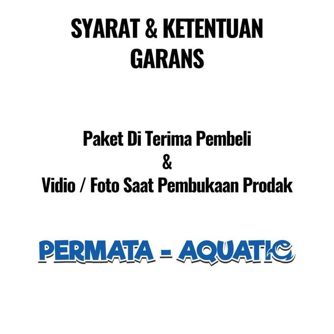 Cuci Gudang Ikan Fish Palmas Albino Ikan Naga Air Tawar Aquascape Aquarium Sehat Stock Terbatas