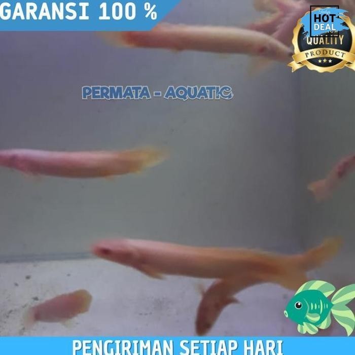 Promo Hemat Ikan Fish Palmas Albino Ikan Naga Air Tawar Aquascape Aquarium Sehat Promo Terbatas