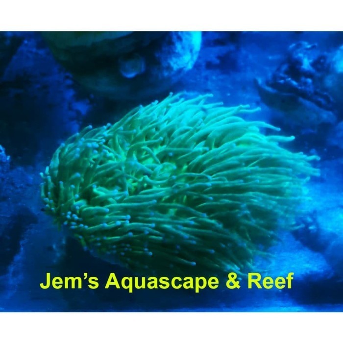 Ede Karang Anemon Piring Hijau Metalik (Green Long Tentacle Plate Coral)