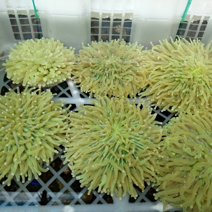 Ede Piring Anemon Hijau Metalik Tip