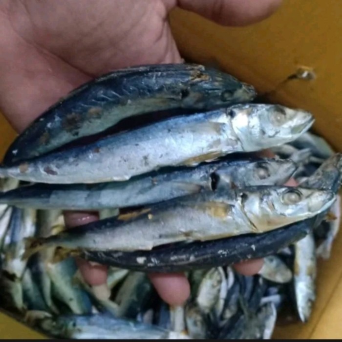 

Ikan asin rebus khas Medan 250 gram A9