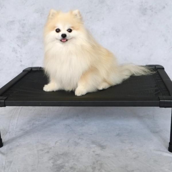 The Duracot (Small) -- Elevated Dog Bed (Pet Cot, Tempat Tidur Hewan)