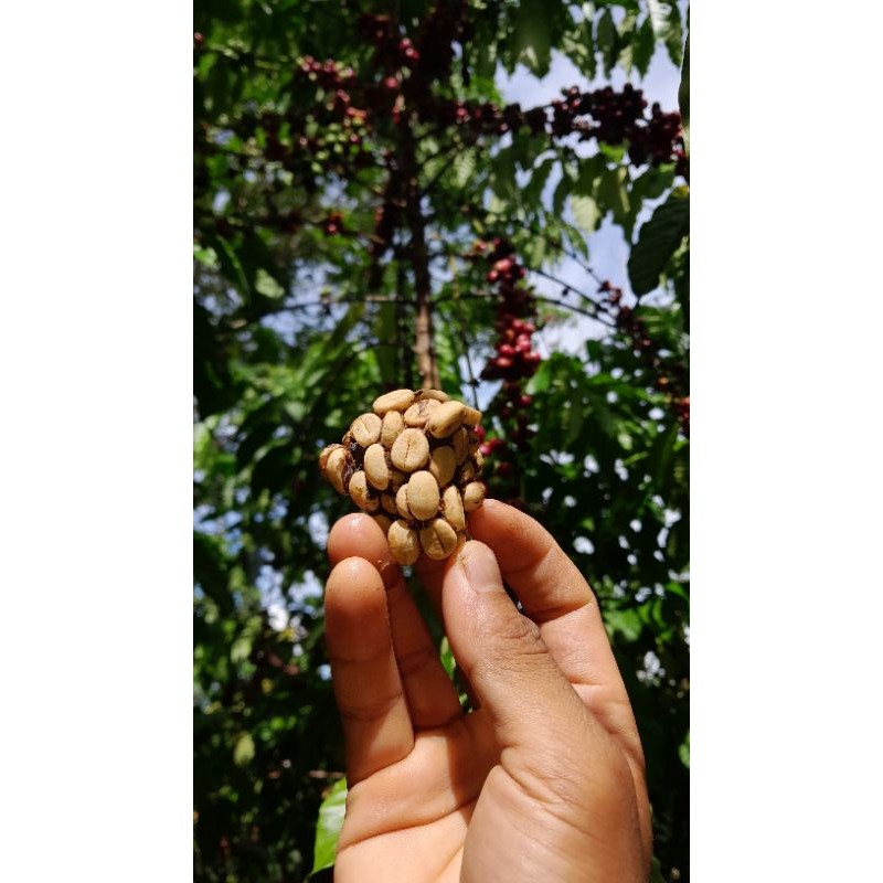 

kopi luwak liar robusta kaur