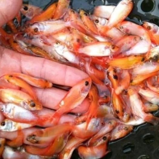 Bibit Nila Merah - Benih Nila Merah 1 Liter - Free Pelet
