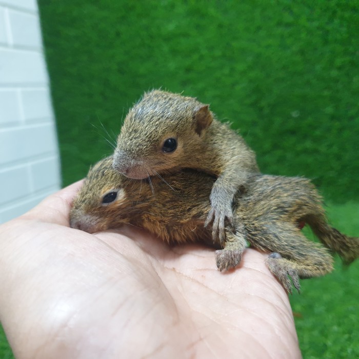 BERMUTU Bajing Kelapa BK