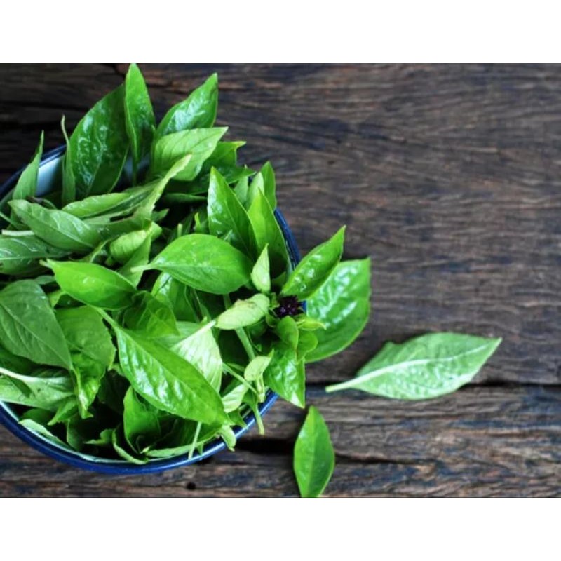 

daun kemangi segar baru petik 100gr lalapan segar