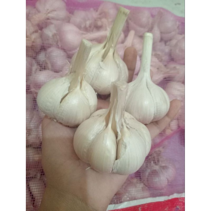 

Bawang putih kating