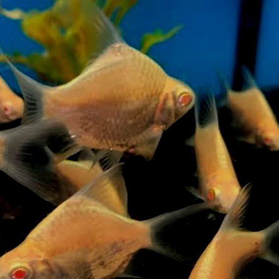 Ikan Kaviat Albino Pembasmi Kutu Pada Koi Paket 10Ekor Murah