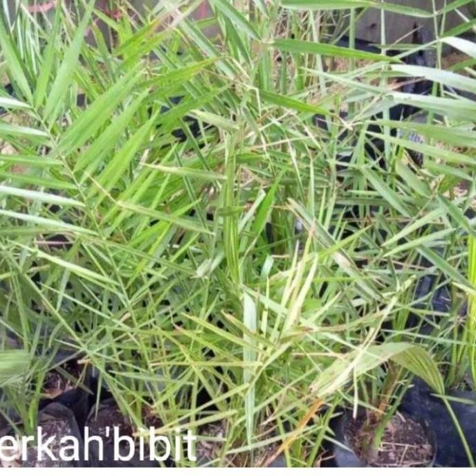 

LR34Bibit kurma tropis aj I jantan 2 betina-Paling Dicari ATV