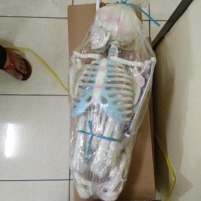 KERANGKA MANUSIA MINI LS01