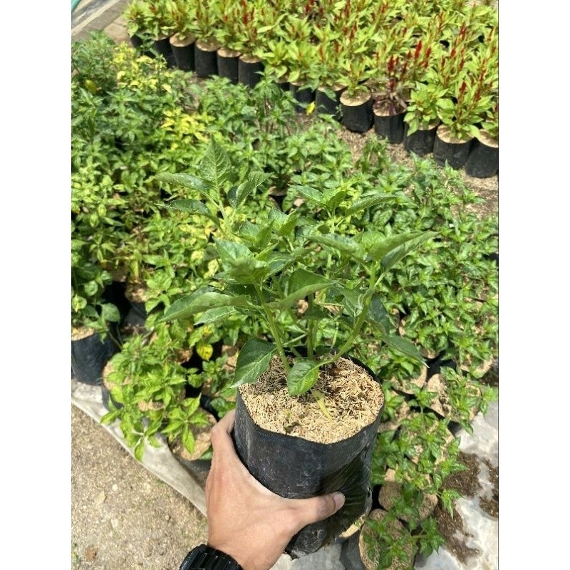 Tanaman Cabe Rawit - Bibit Cabai Lombok