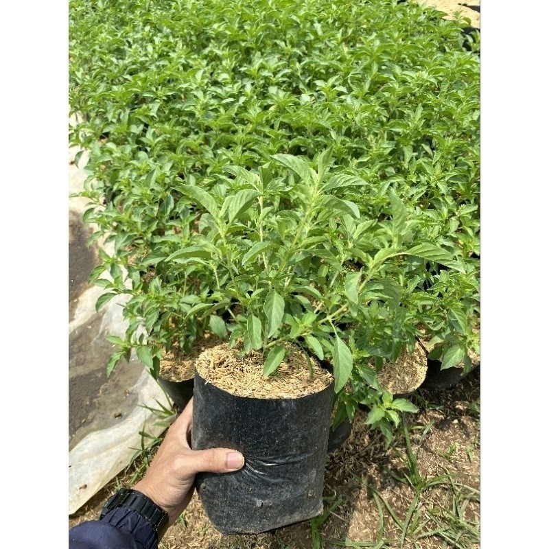 Tanaman Daun Kemangi Lalapan Lalap Sayuran