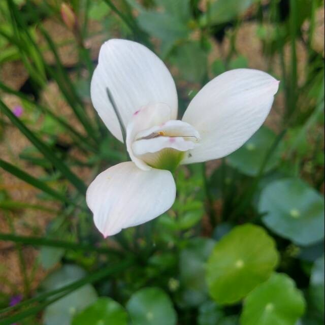 Bibit Bunga Rain Lily Putih