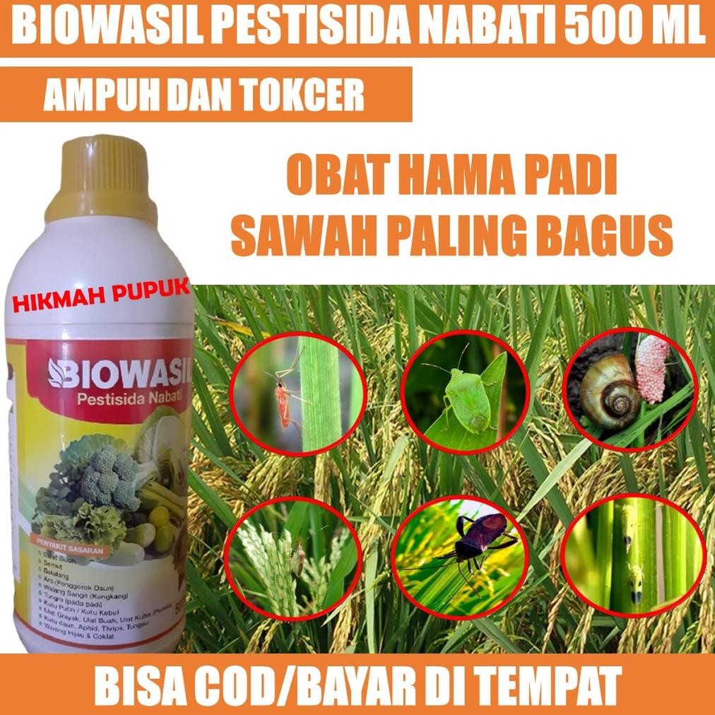 Terbaru Biowasil - Obat Hama Padi Sawah Paling Bagus - Pestisida Padi Terbaik Atasi Hama Tanaman Pad