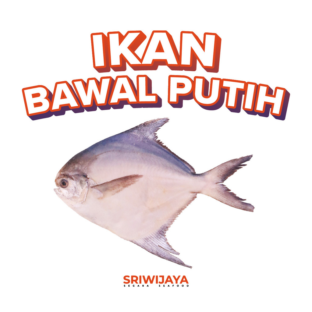 

Ikan BAWAL PUTIH