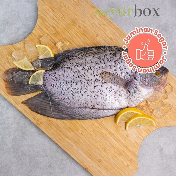 

Ikan Gurame Super Tidak Beku 350 - 450 gram Sayurbox