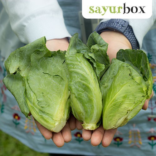 

Ceciwis Konvensional 250 gram Sayurbox