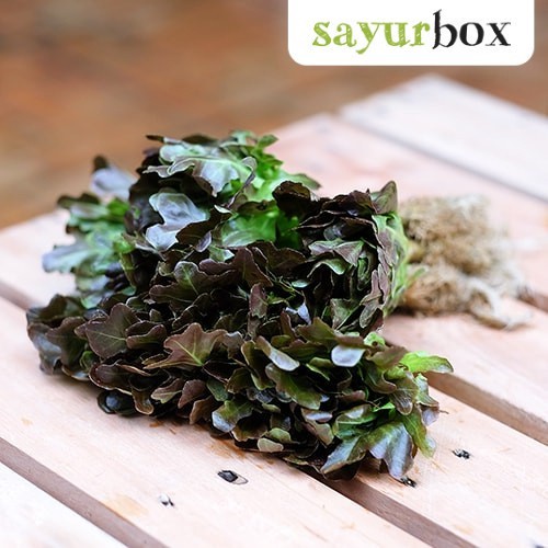 

Selada Oakleaf Merah Hidroponik Hidroponik 250 gram Sayurbox