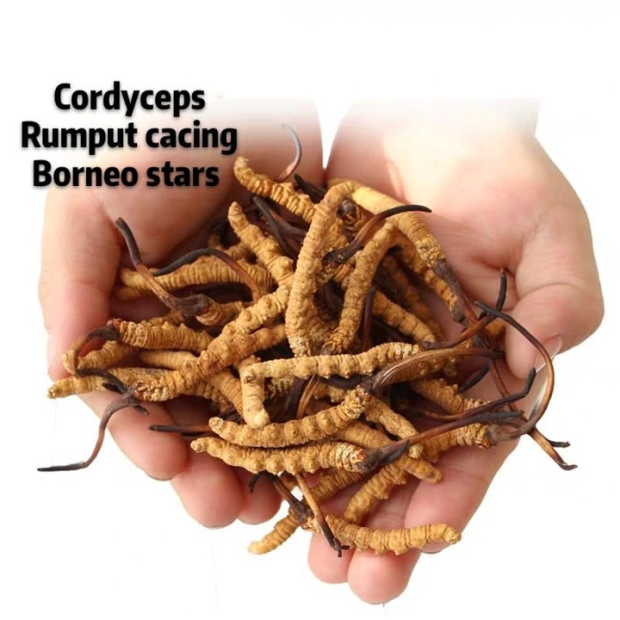 

Ready Cordyceps Dong Chong Xia Cao