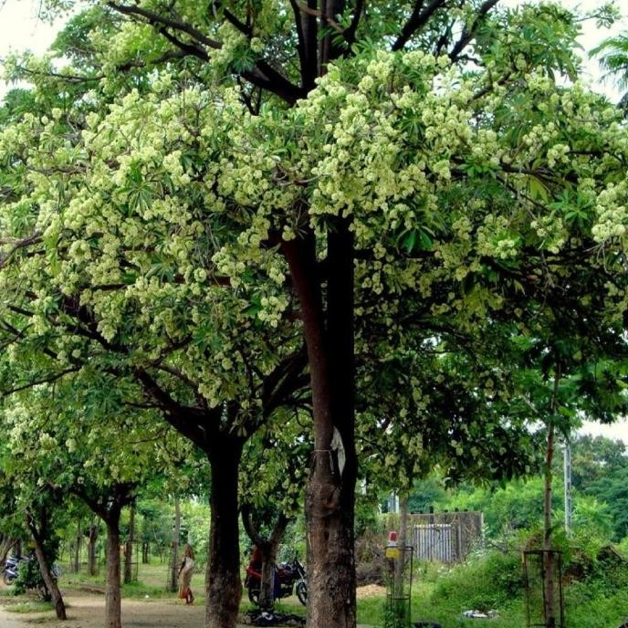 

Pule Bubuk Rempah Jamu Herbal Tradisional Anti Oksidan Diabetes