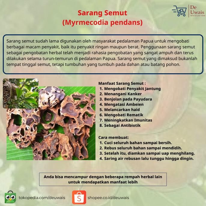 

Sarang Semut Rempah Kering Langsung Seduh/Bahan Jamu Herbal