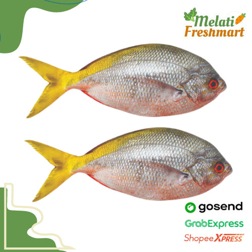 

Ikan Ekor Kuning 500 gr - Melati Freshmart