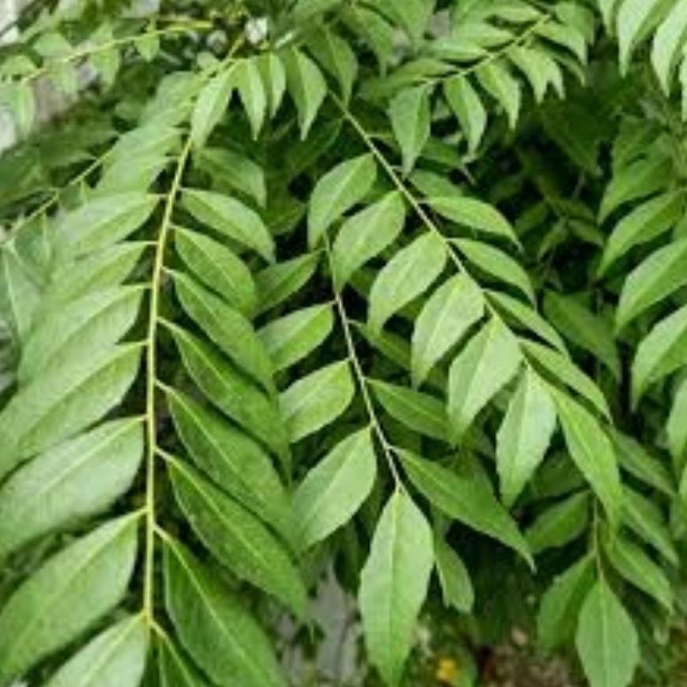 

DAUN KARI SALAM KOJA SEGAR 15 TANGKAI - PROMO