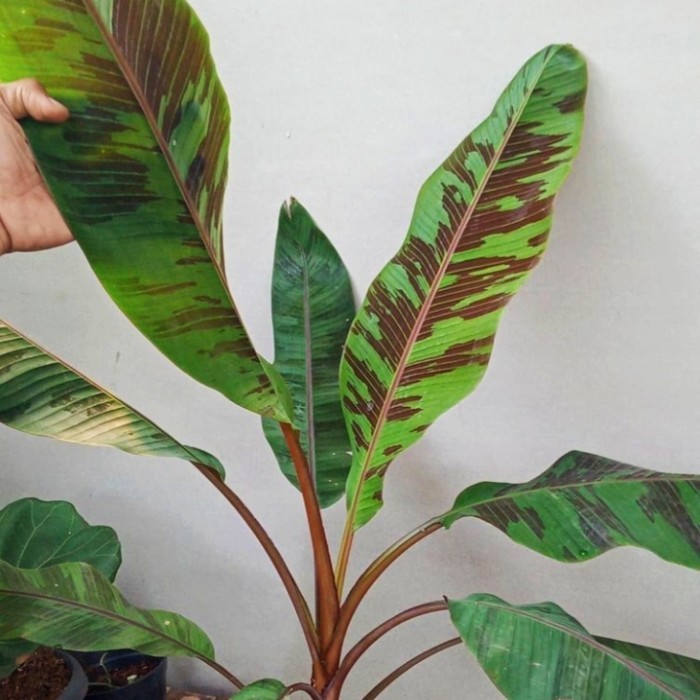 TANAMAN HIAS PISANG-POHON PISANG RED BLOOD VARIGATA BANANA BLOOD