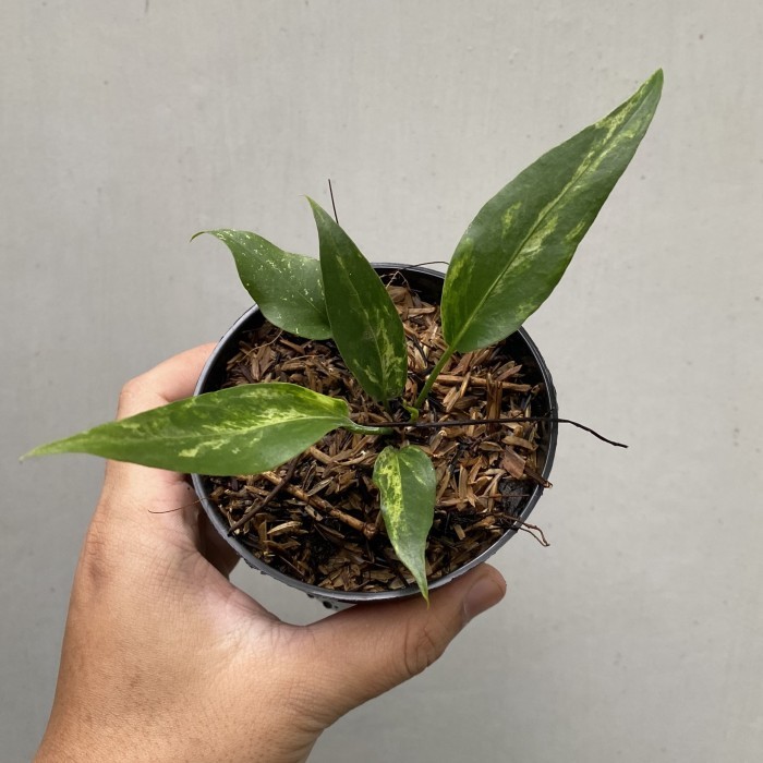 TANAMAN HIAS ANTHURIUM GELOMBANG CINTA VARIEGATA GELCIN VARIGATA