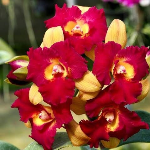 ANGGREK CATLEYA QING MING BEAUTY