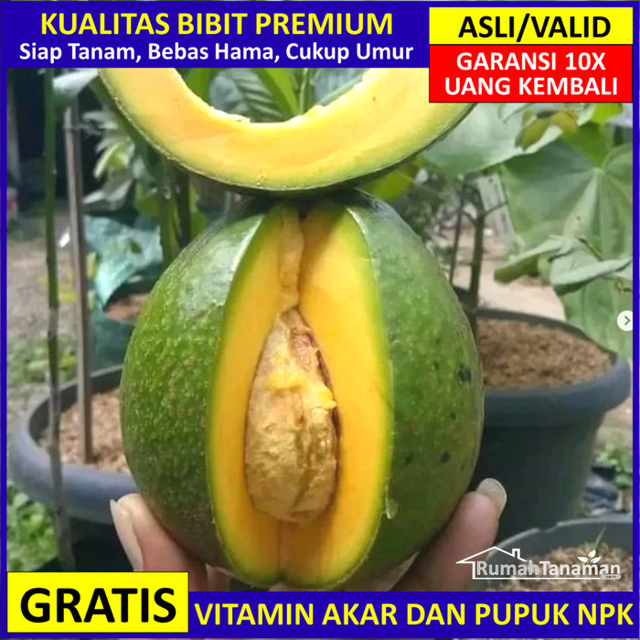 BIBIT ALPUKAT MIKI UNGGUL, POHON ALPUKAT MIKI ASLI BERGARANSI