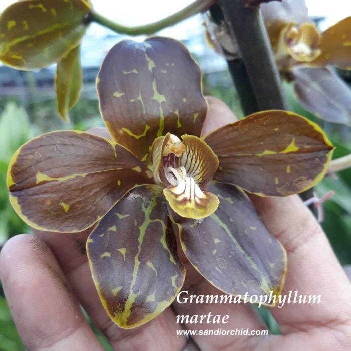 GRAMMATOPHYLLUM MARTAE (DEWASA)