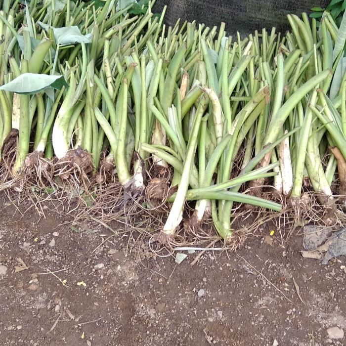 PAKET 100 BIBIT TANAMAN TALAS BELITUNG/ TALAS JEPANG