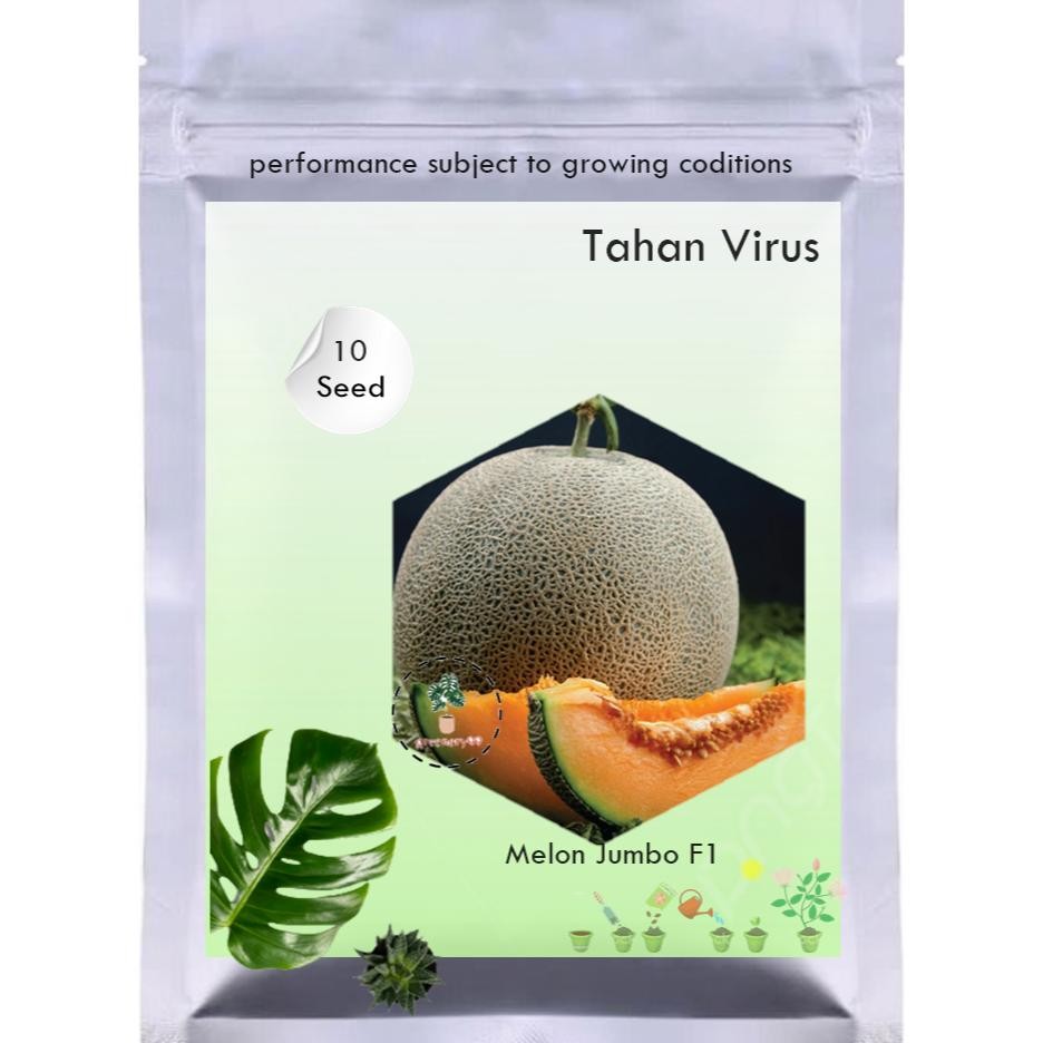 10Benih Melon Jumbo F1 Hibrida Bibit Buah Melon Orange Manis Super Besar Bintang Asia Tahan Virus