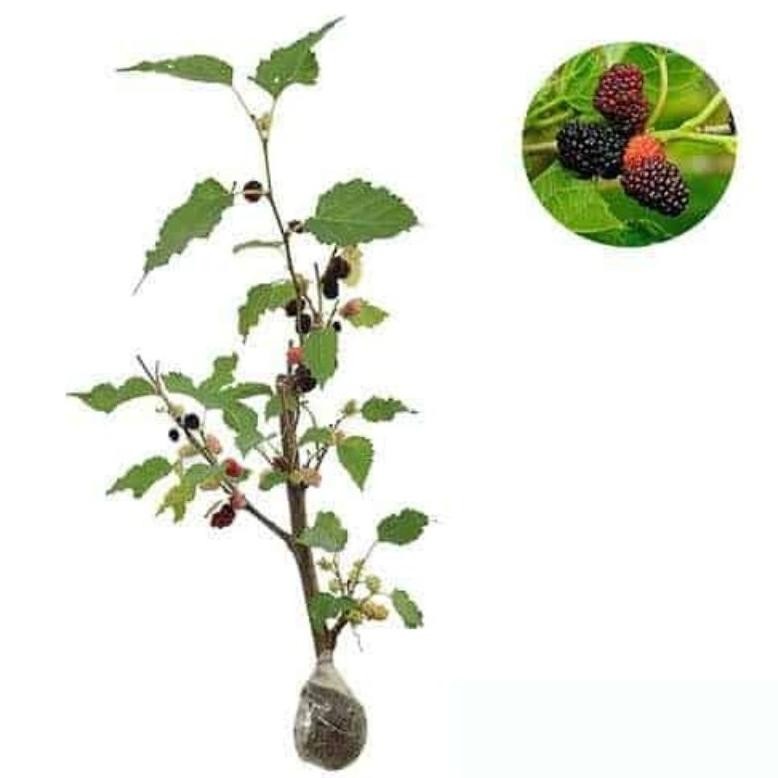 Bibit Tanaman Murbei jumbo