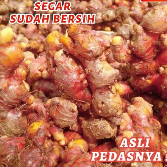 

Baru! Jahe Merah Segar 500 Gram Lokal ( Bersih )