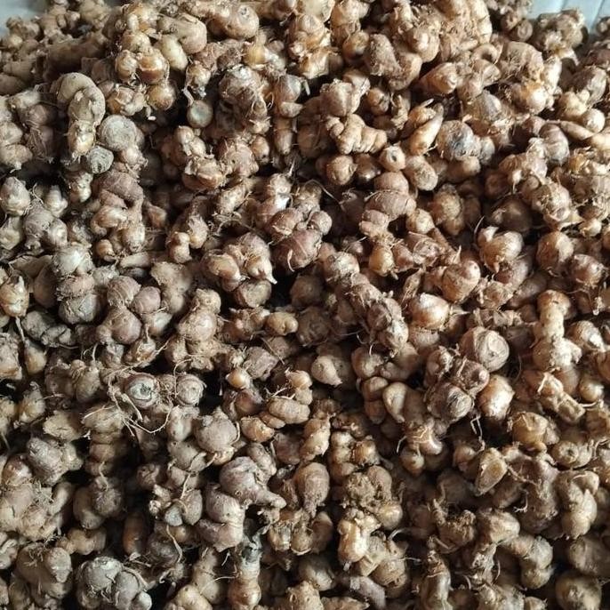 

JH8 kencur tua segar wangi fresh 1 kg,sangat cocok untuk bumbu