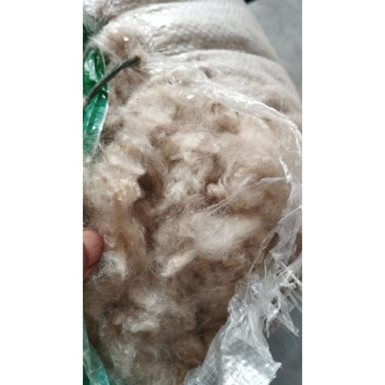 kapuk randu asli organik, kapuk tanpa biji,kapuk kiloan AST