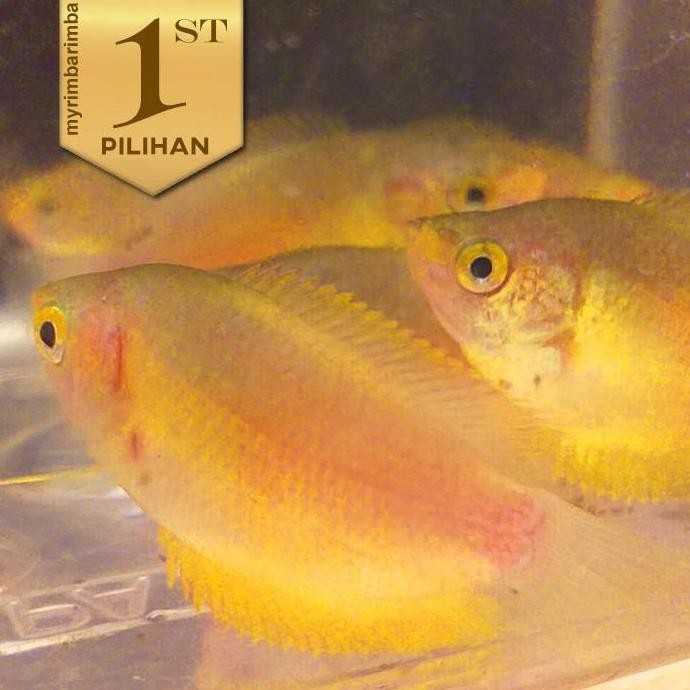 Paket Koloni (isi 10) Honey Gold Gourami Sepat Madu Emas Ikan Hias Tanaman Air Aquascape