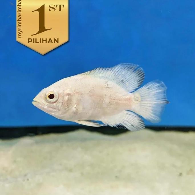 Paket Baby (isi 5) Oscar Batik Albino Ikan Hias Hiasan Aquarium Tanaman Air Aquascape