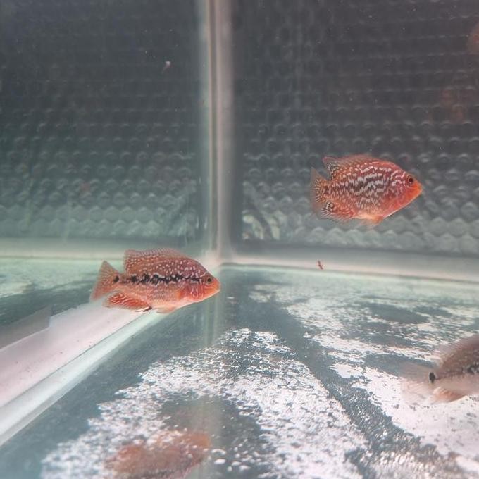 LOUHAN LOHAN KAMFA F2 RED KING IMPORT ASLI THAILAND 100% ORIGINAL DAN TERPERCAYA