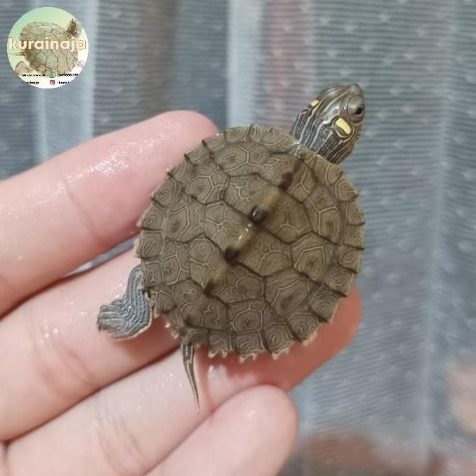 

Pajangan Air - Missippi Map / Mismap Baby Co