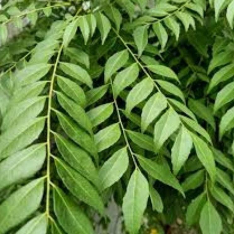 

Terlaris Daun Kari Salam Koja Segar 15 Tangkai