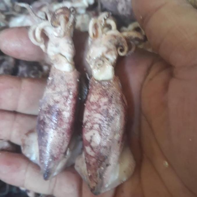

Ikan Asin Cumi Asin / Sotong Suntung 1 Kg Cap Toke Bagan Siapi Api